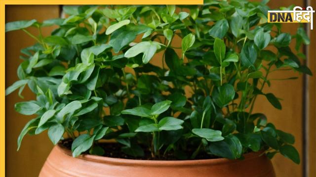 Curry Leaves Benefits 