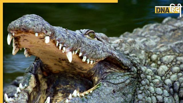 Crocodile