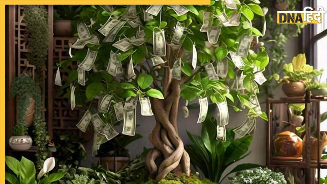 Plants Attract Money 