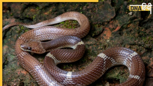 Indian Wolf Snake