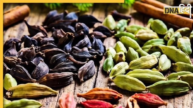 cardamom 