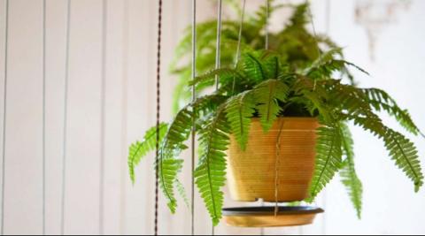 Indoor Plants के साथ दें पॉजिटिविटी