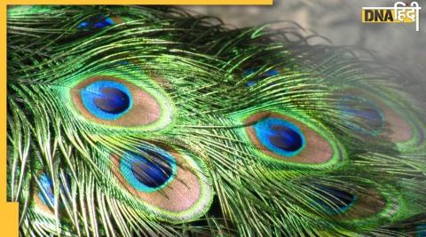 vastu tips peacock feather