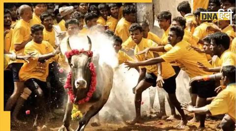 jallikattu