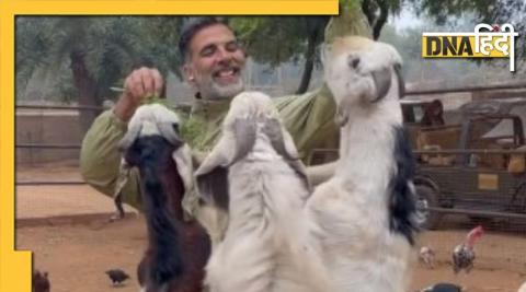 Akshay Kumar Goat feeding