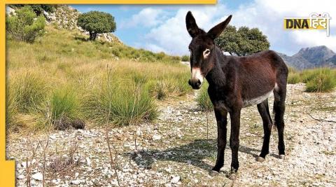 Donkey Population In India: भारत में 61% घट गई गधों की तादाद, फल-फूल रहा है अवैध तस्करी का व्यापार