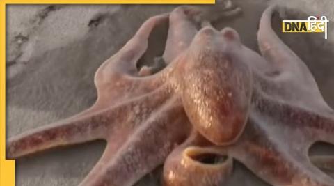 Octopus Viral Video