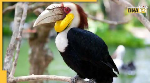 hornbill