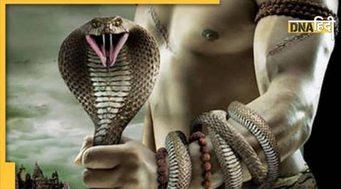 snake split tongue