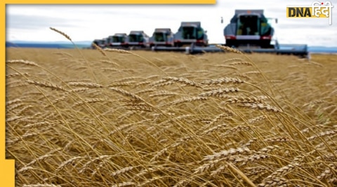 wheat production Russia