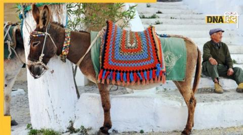 Donkey ride at holi