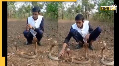 Video: एक नहीं तीन-तीन कोबरा सांपों के सामने बैठ स्टंट दिखा रहा था युवक, तभी हुआ कुछ ऐसा... देखकर खड़े हो जाएंगे रोंगटे