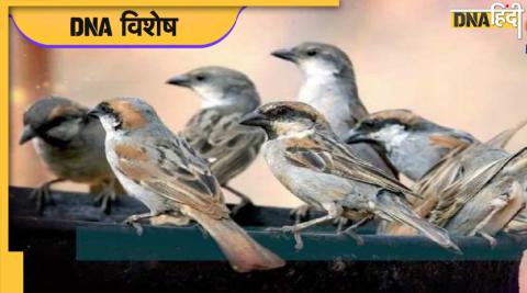 World Sparrow Day 2022