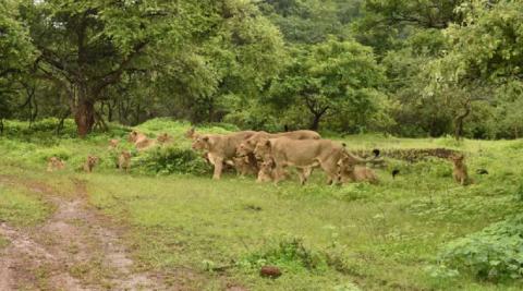 गिर फ़ॉरेस्ट जहां के शेर हैं दुनिया भर में चर्चित