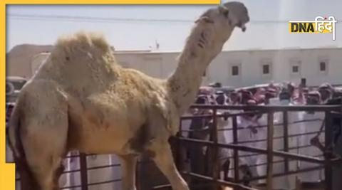 Most Expensive Camel sold in Saudi Arabia