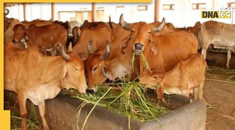 Rajasthan: 'Lakhpati' are 28 cows of Jhunjhunu's Gaushala, villagers have set an example