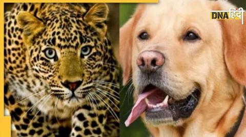 Chhattisgarh: Two dogs saved the life of the elderly owner, seeing the bravery, the leopard ran away by pressi