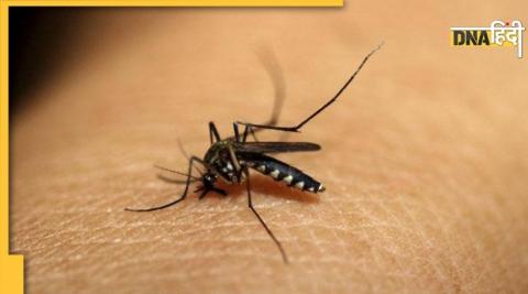 Mosquito Repellent: मच्छरों से पाना चाहते हैं छुटकारा? ये 5 घरेलू तरीके आएंगे काम 