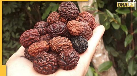 how to wear rudraksha, रुद्राक्ष पहनने के नियम, Rules of wearing Rudraksha, Lord Shiva, types of rudraksha, importance of rudraksha, क्यों पहनना चाहिए रुद्राक्ष, रुद्राक्ष क्यों पहने