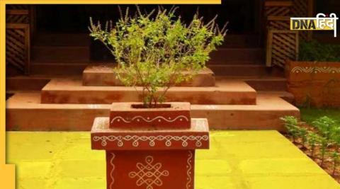 Tulsi Vastu Tips