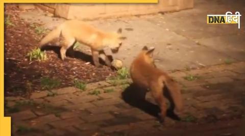 Fox cubs video