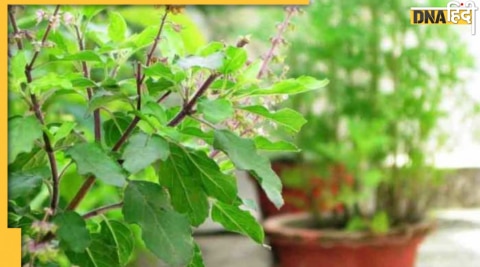 Tulsi Plant