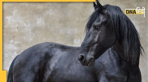 Black horse