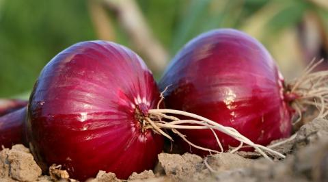 Onion का करें सेवन