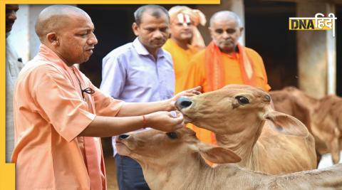 Yogi with Cows