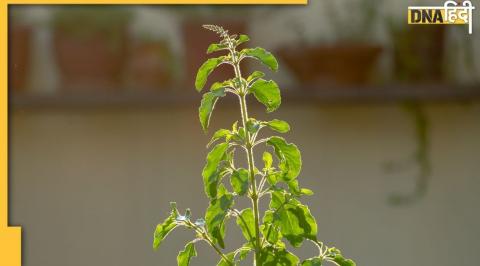 Tulsi Leave, Vastu Tips, Tulsi Leaves Upay,Importance of Tulsi Leaves,Tulsi Puja Vidhi,तुलसी पूजा, तुलसी के पत्ते का महत्व, तुलसी पत्ते का उपाय