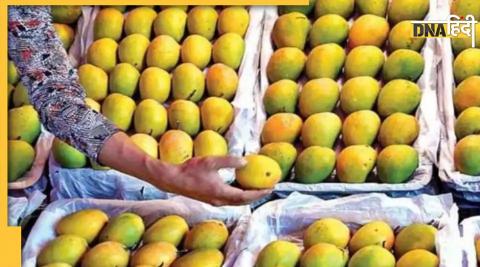 Mango News: Indian mangoes are also liked by foreigners, every year 46 thousand crores are exported