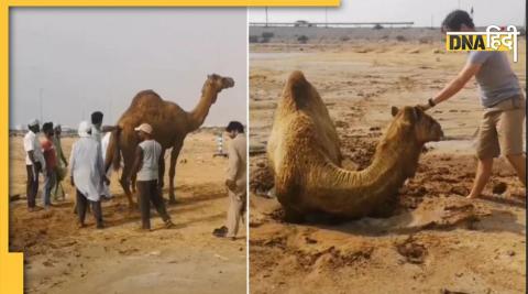 Camel stuck in wet sand