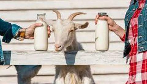 इम्यून सिस्टम मजबूत बनाता है