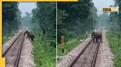 Elephant on railway track