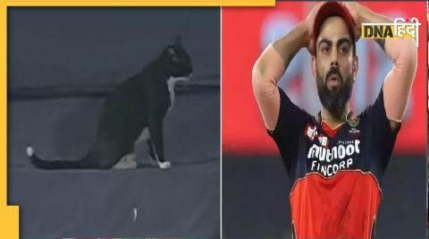 पंजाब किंग्स और RCB के मैच के दौरान काली बिल्ली आ गई