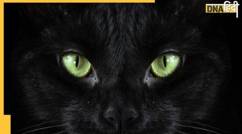 black cat, black cats, black cat superstition in india, black cat superstition in india, black cat bad luck, black cat evil, black cat superstitions, black cat superstition good luck, superstition