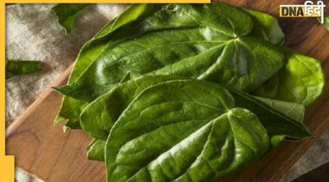 Paan ka Patta upay, benefits of Betel leaf, Betel leaf, Betel leaf benefits, betel leaf astrology benefits, meetha paan, hanuman ji upay, dhan ke lie upay, naukri ke lie upay, mata laxmi ka upay