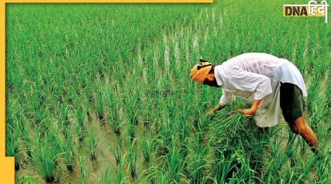 Agriculture Sector in india