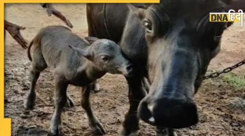 (प्रतीकात्मक तस्वीर)