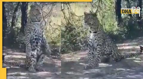 Leopard viral video