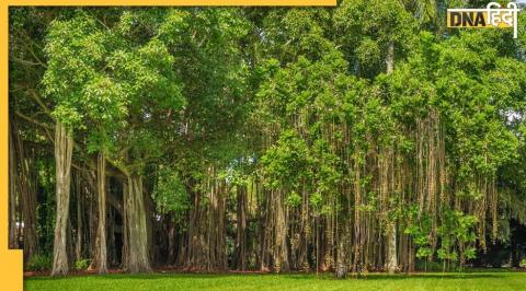 Puja-Path, Ped Ki Puja, Puja upay of Trees, वृक्षों की पूजा, पूजा-पाठ वृक्ष, वृक्ष में देवताओं का वास, बरगद का पेड़, शमी का पेड़, शन‍ि की दशा, पीपल का पेड़, केले का पेड़, पंच वृक्ष, धन और समृद्धि देने वाले वृक्ष, धन बढ़ाने वाले वृक्ष