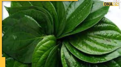 betel leaf 