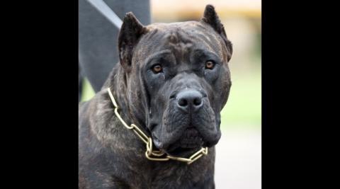 Presa Canario