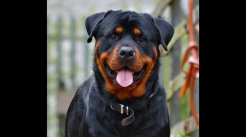 Rottweiler