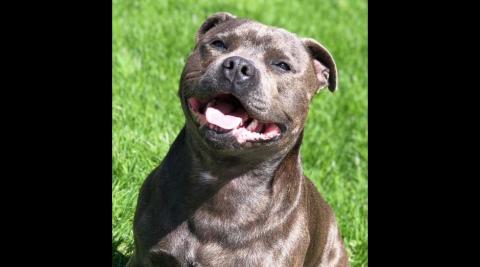 Staffordshire Bull Terrier