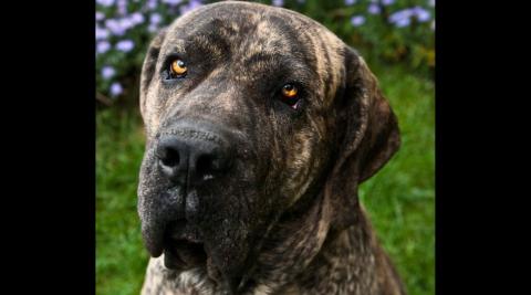 Brazilian Mastiff