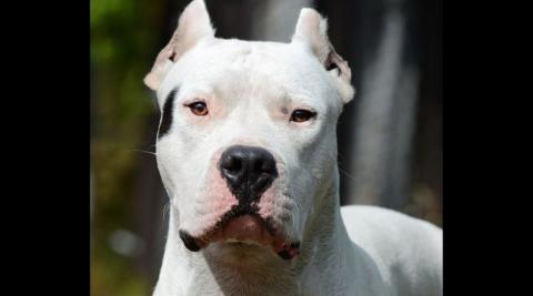 Dogo Argentino