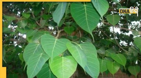 peepal tree