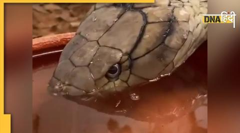 Snake drinking water