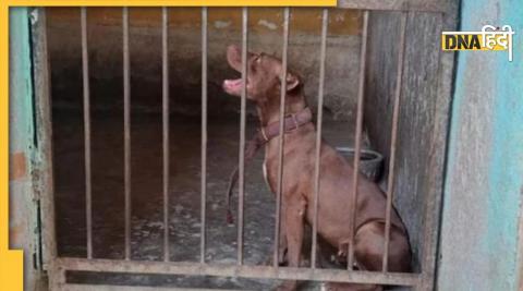 Lucknow Pitbull